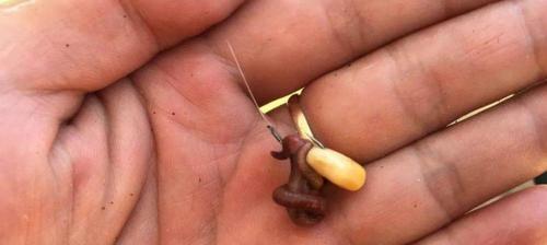 如何掌握高效钓鱼技巧？详解钓鱼过程中的常见问题及解决方法？