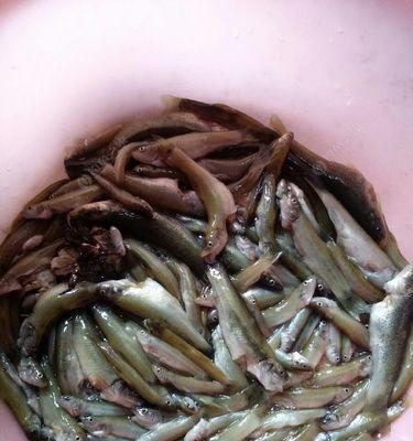 高原冷水鱼钓鱼技巧有哪些？如何提高钓鱼成功率？