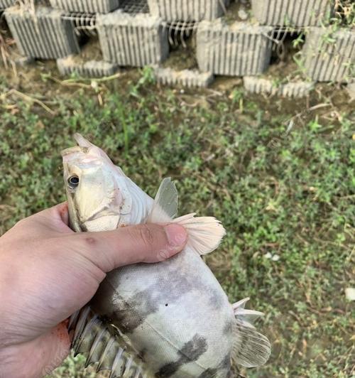 如何掌握鸽子鱼钓鱼技巧？常见问题有哪些？