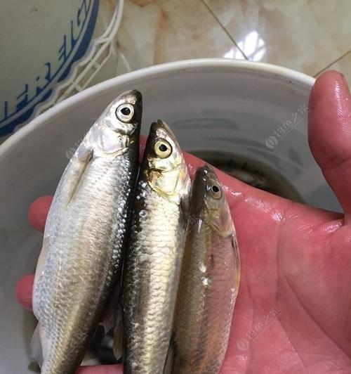 各种白条钓鱼的技巧是什么？如何提高钓鱼成功率？