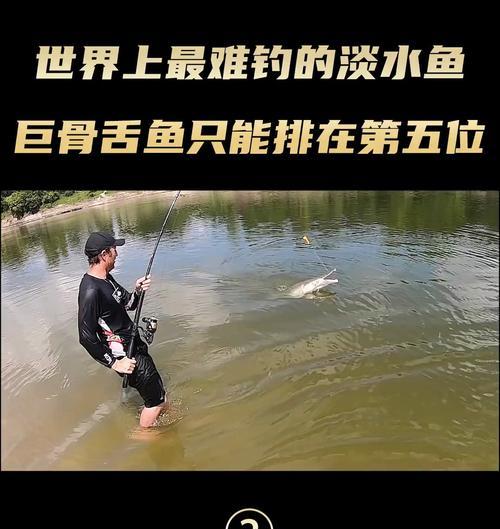 如何钓到各种淡水鱼？掌握这些钓鱼技巧和方法有效吗？