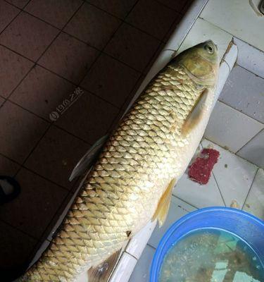 各种鱼垂钓最佳时间和技巧是什么？如何掌握垂钓技巧提高成功率？