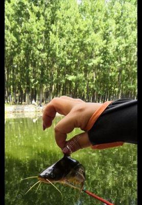 如何运用钓鱼技巧提高钓获量？常见问题有哪些？