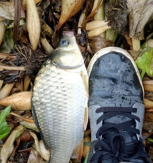 工程鲫垂钓技巧有哪些？如何提高垂钓工程鲫的成功率？