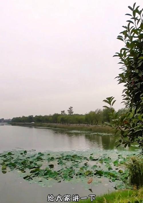 公园小河钓鱼技巧有哪些？如何提高钓鱼成功率？