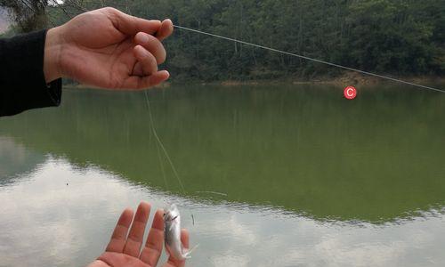 广东水库钓鱼技巧有哪些？如何提高钓鱼成功率？