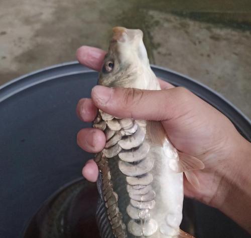 广东水库野钓鲤鱼技巧有哪些？如何提高钓鲤鱼的成功率？