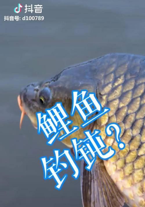 广东水库野钓鲤鱼技巧有哪些？如何提高钓鲤鱼的成功率？