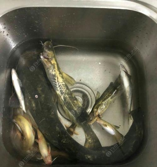 广东四会野钓鲶鱼技巧有哪些？如何提高钓鲶鱼的成功率？