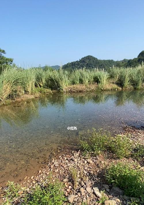 广东溪流钓鱼技巧有哪些？如何提高溪流钓鱼的成功率？