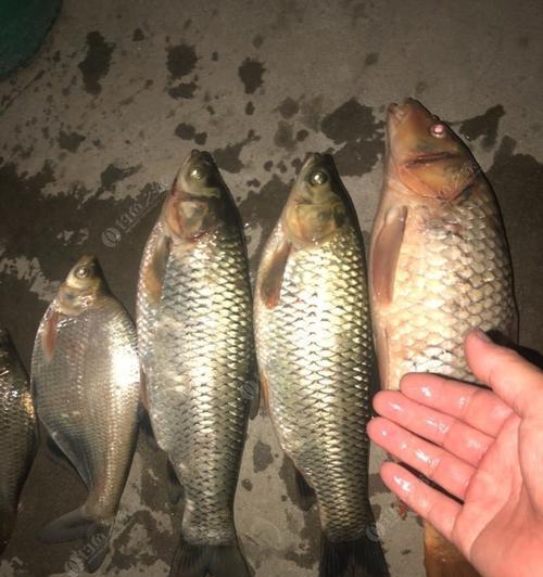 广东阳江夜钓技巧有哪些？如何提高夜钓成功率？