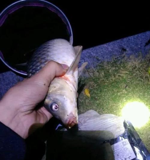 广东阳江夜钓技巧有哪些？如何提高夜钓成功率？