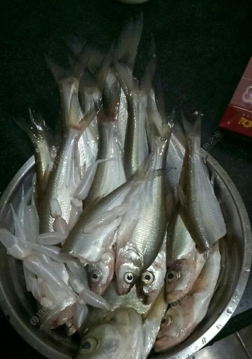 广东野钓翘嘴鱼技巧有哪些？如何提高钓翘嘴鱼的成功率？
