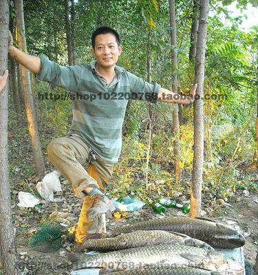 广谱鱼饵钓草鱼技巧和方法？如何提高钓草鱼的成功率？