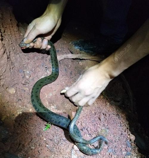 广西河边夜钓技巧有哪些？如何提高夜钓成功率？