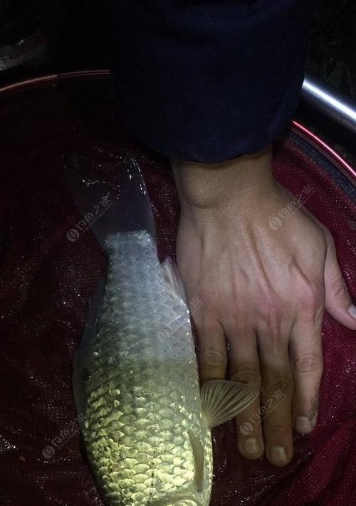 广西柳州野钓荷花鲫鱼技巧有哪些？如何提高钓获率？