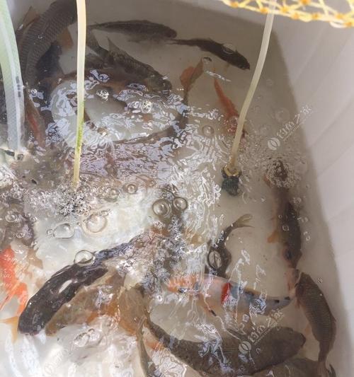 广西柳州野钓荷花鲤鱼技巧有哪些？如何提高钓获率？