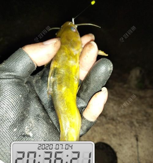 广西秋季夜钓技巧有哪些？如何应对夜晚钓鱼的常见问题？