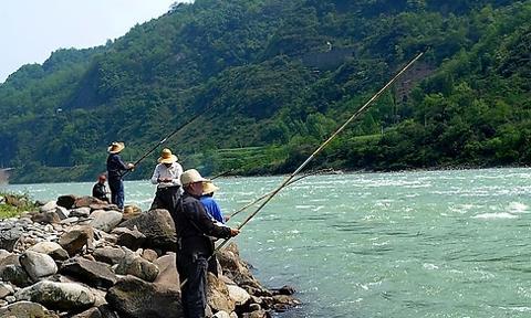 广西野钓白骨鱼技巧教程？如何提高钓获率？