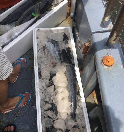 广西油井平台钓鱼技巧教学？如何提高钓鱼成功率？