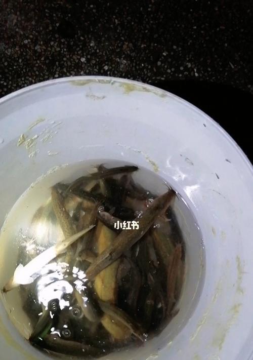 广西河边钓鱼技巧有哪些？如何提高钓鱼成功率？