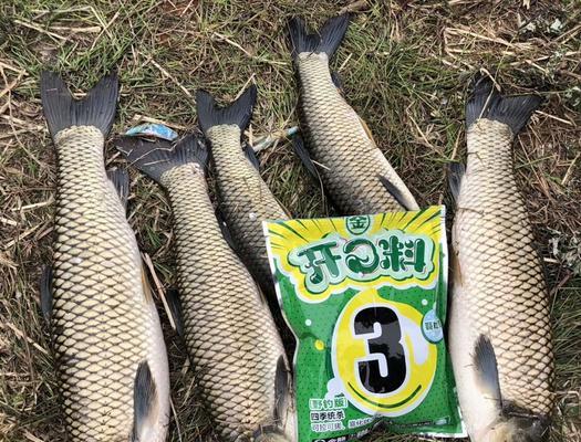 广州钓鱼开饵技巧有哪些？如何根据季节调整饵料？