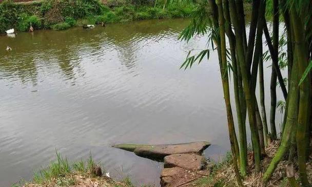 广州钓鱼野钓技巧有哪些？如何提高野钓成功率？