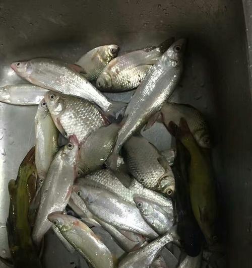 广州混养塘钓鱼用什么饵料好？如何根据鱼种选择饵料？