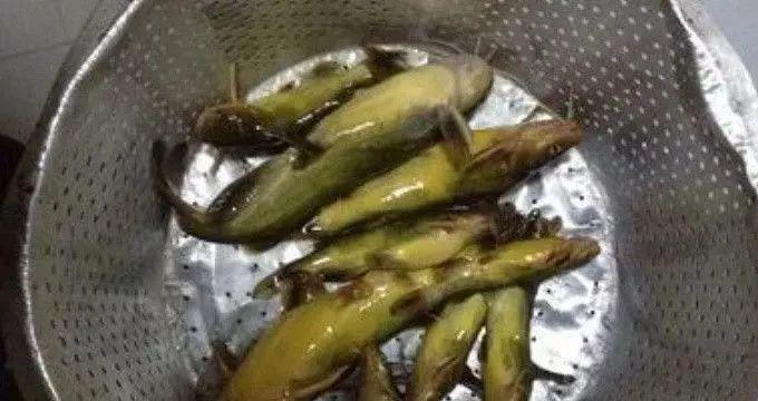 贵港夜钓黄骨鱼有哪些技巧？如何提高夜钓成功率？