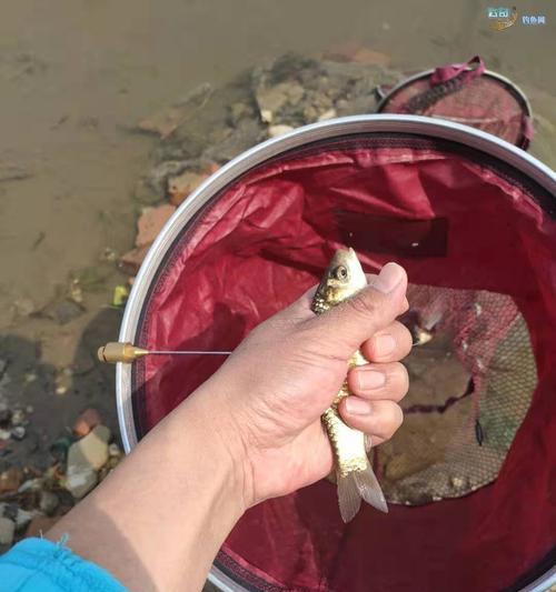 贵州冬季河流钓鱼技巧有哪些？如何应对低温天气？