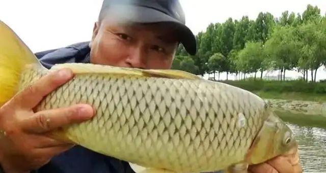 贵州鱼饵钓鲤鱼技巧和方法？如何提高钓鲤鱼的成功率？