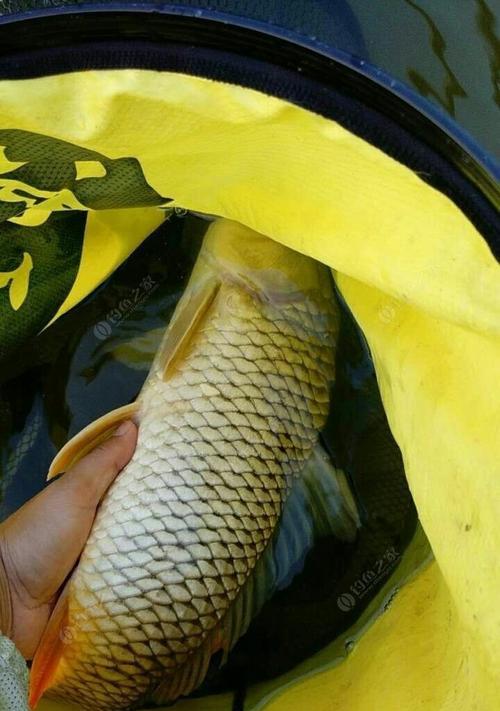 贵州鱼饵钓鲤鱼技巧有哪些？如何提高钓鲤鱼的成功率？