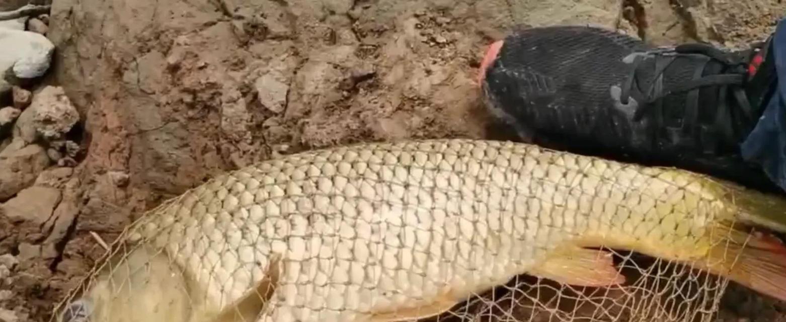 贵州鱼饵钓鲤鱼技巧有哪些？如何提高钓鲤鱼的成功率？