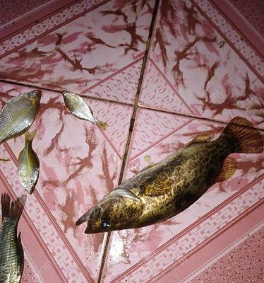 桂花泡酒钓鱼方法和技巧是什么？如何提高钓鱼成功率？