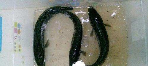 国外钓鱼钓黑鱼技巧有哪些？如何提高钓黑鱼的成功率？