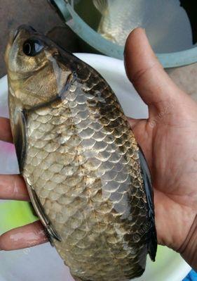过年钓鱼技巧教程？如何在春节期间提高钓鱼成功率？