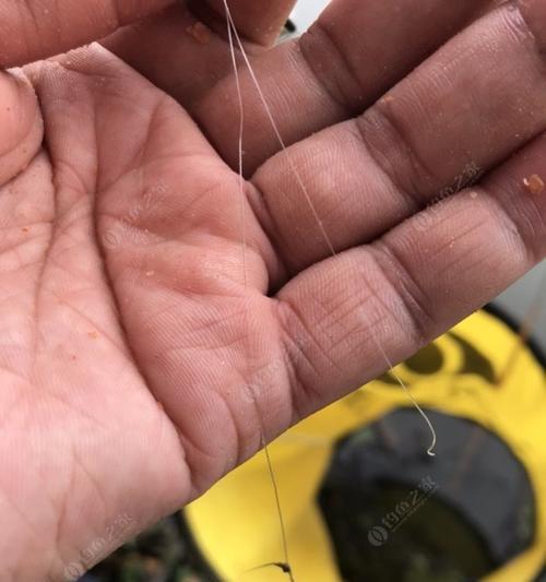 过山鲫钓鱼技巧有哪些？如何提高过山鲫的钓获率？