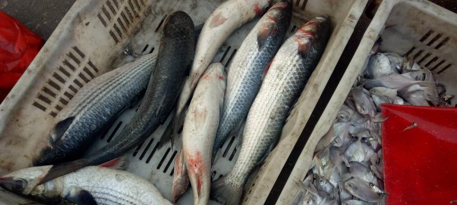 如何在海岸边成功钓到鲻鱼梭鱼？掌握这四种垂钓技巧是关键！