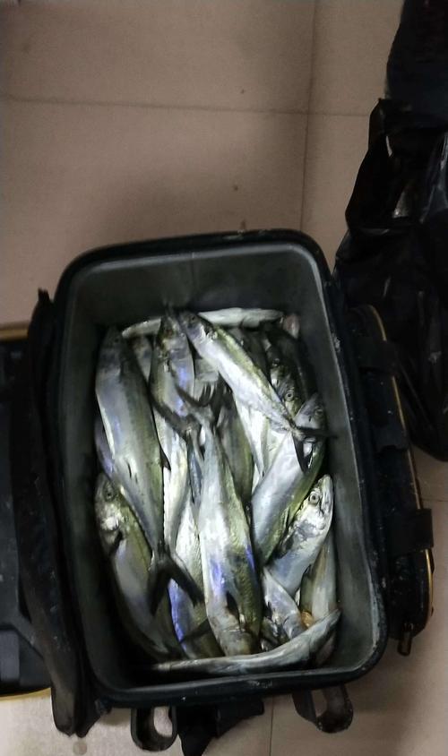 海岸防波堤钓鱼技巧有哪些？如何提高钓鱼成功率？