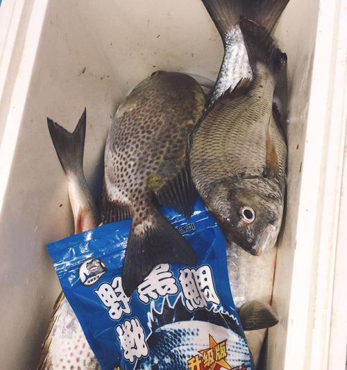 海边沉底钓黄鲷鱼技巧有哪些？如何提高钓获率？