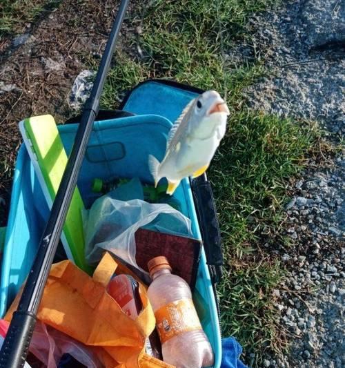 海边沉底钓黄鲷鱼技巧有哪些？如何提高钓获率？