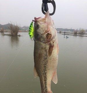海边串钩钓鱼技巧有哪些？如何提高钓鱼成功率？
