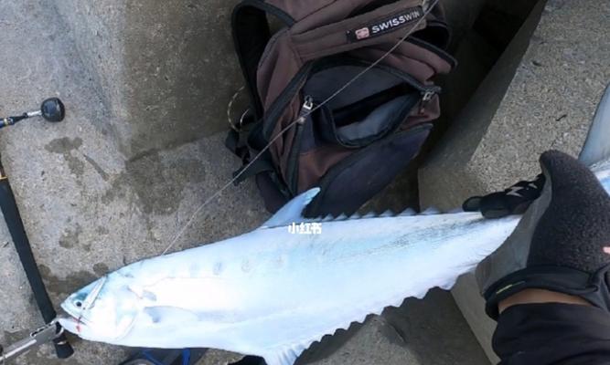 海边大桥钓鱼技巧教学？如何提高钓鱼成功率？