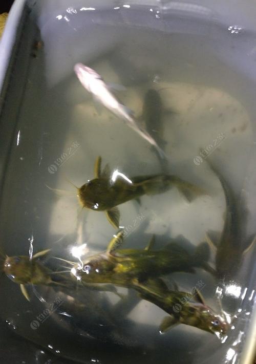 海边夜钓黄骨鱼有哪些技巧？如何提高夜钓黄骨鱼的成功率？