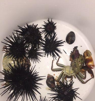 海边钓鱼钓螃蟹技巧有哪些？如何提高成功率？