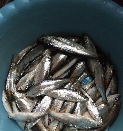 海边钓鱼技巧？什么鱼适合用什么鱼饵？