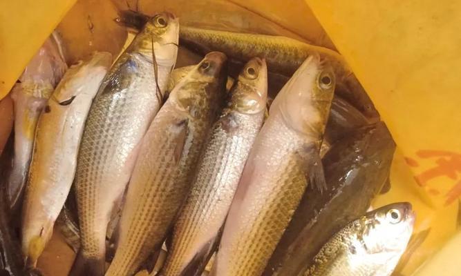 海边钓鱼技巧？什么鱼适合用什么鱼饵？