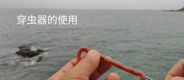 海边钓鱼技巧小知识？如何提高钓鱼成功率？