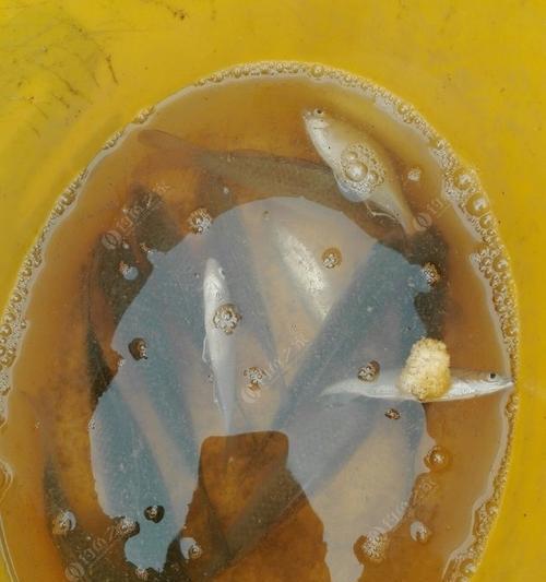 海边钓鱼技巧用饵料怎么钓？如何选择合适的饵料提高钓鱼成功率？
