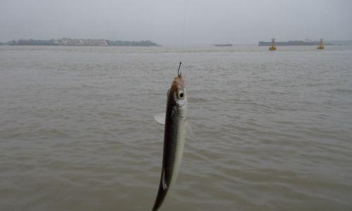 海边钓鱼野钓技巧有哪些？如何提高钓鱼成功率？